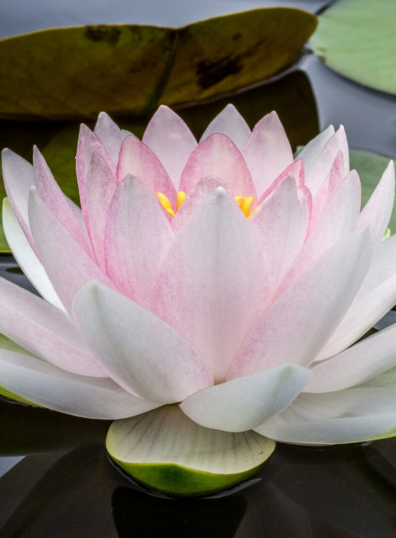 Tango adapté handicap mental